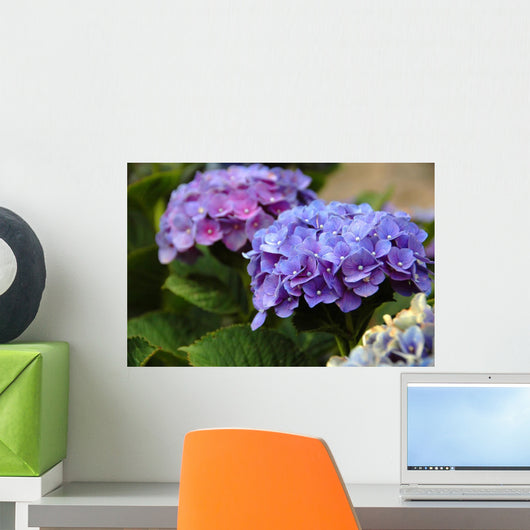 Hydrangea in the Azores Wall Mural