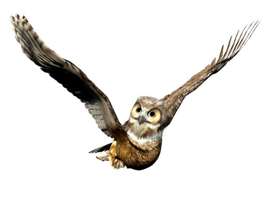 Owl Casual Flight Wall Decal