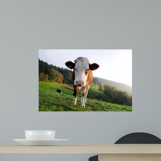 Cows Wall Mural