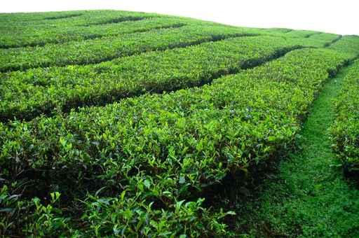 Tea Leaves Wall Decal