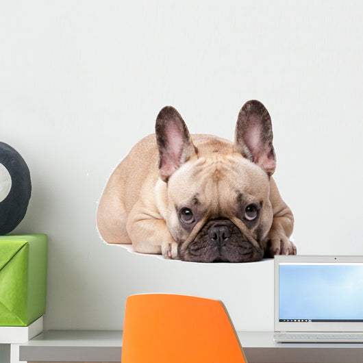Cute french Bulldog Wall Decal