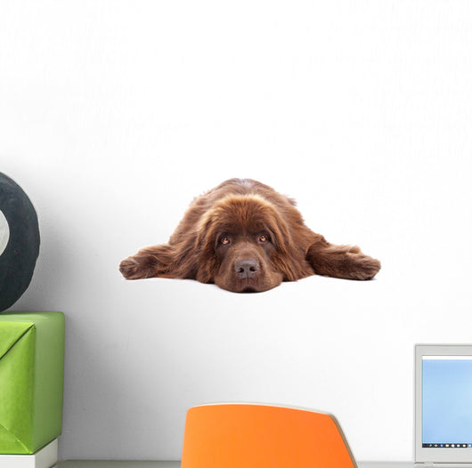 Brown Newfoundland Dog Isolated on White Background Wall Decal