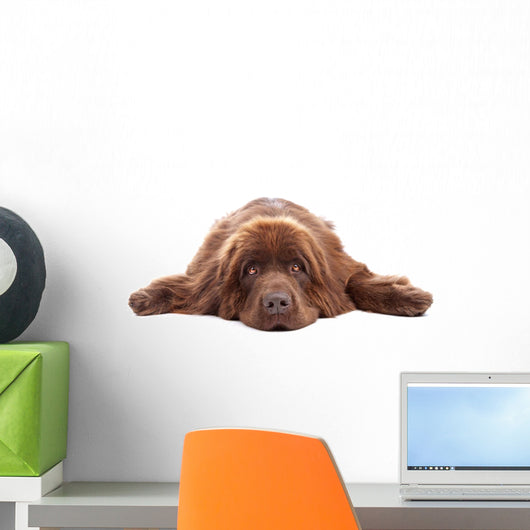 Brown Newfoundland Dog Isolated on White Background Wall Decal