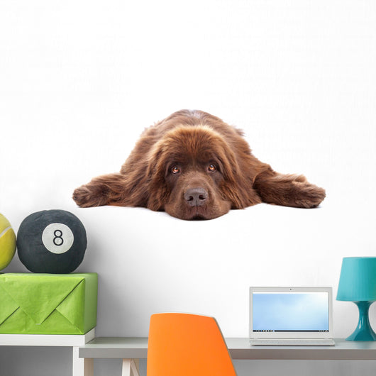 Brown Newfoundland Dog Isolated on White Background Wall Decal
