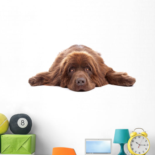 Brown Newfoundland Dog Isolated on White Background Wall Decal