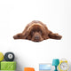 Brown Newfoundland Dog Isolated on White Background Wall Decal