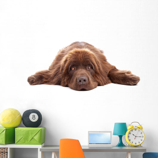 Brown Newfoundland Dog Isolated on White Background Wall Decal
