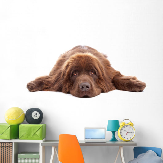 Brown Newfoundland Dog Isolated on White Background Wall Decal