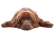 Brown Newfoundland Dog Isolated on White Background Wall Decal