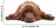 Brown Newfoundland Dog Isolated on White Background Wall Decal
