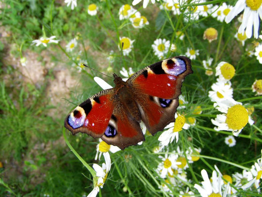 The Peacock Wall Mural