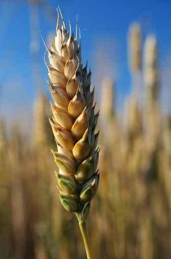 Wheat Field Wall Decal Design 2