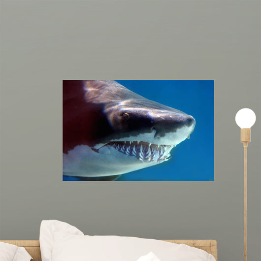 Shark with Mouthful Teeth Wall Decal