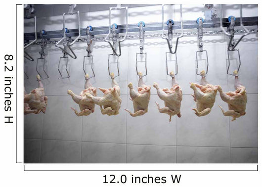 Poultry Processing Meat Food Industry Wall Mural