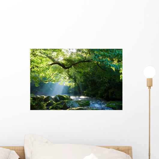Virgin forest and mountain stream and crepuscular rays Virgin forest and shaft beam of light Wall Mural