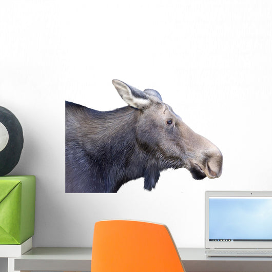 Female Moose White