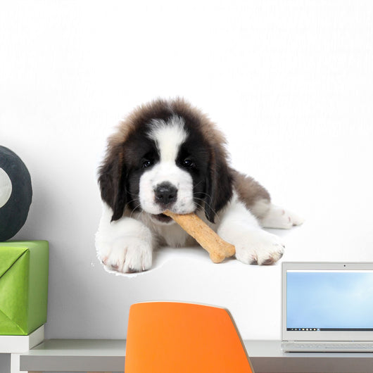 Saint Bernard Puppy Enjoying a Treat Wall Mural
