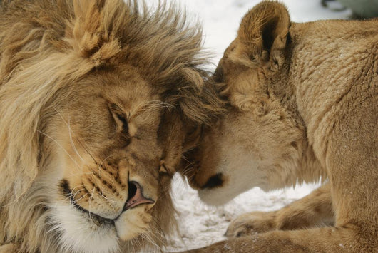 Love's Secret Lion and Wall Mural