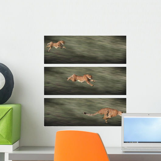 Cheetah Frames Wall Decal