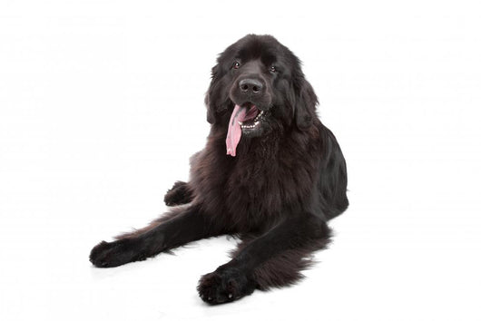 Newfoundland Dog White Wall Decal
