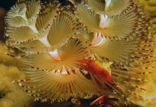 Christmas Tree Worm Wall Decal