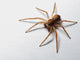 Spider Wall Decal