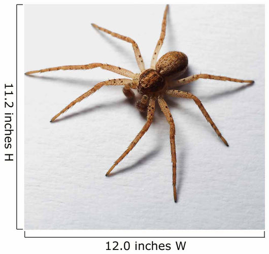Spider Wall Decal