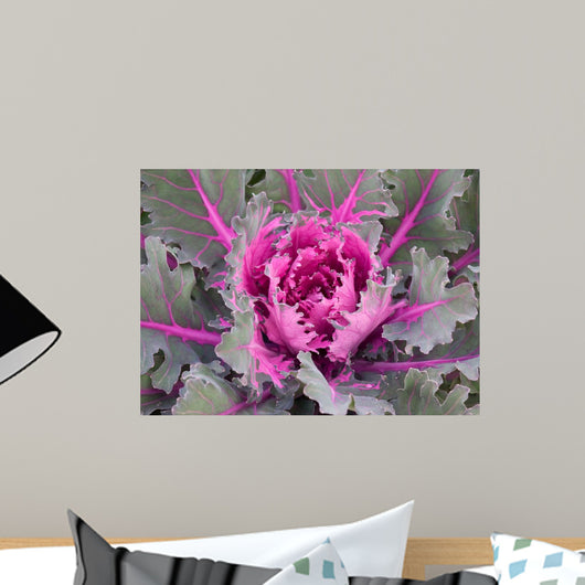 Decorative Cabbage Background Wall Mural