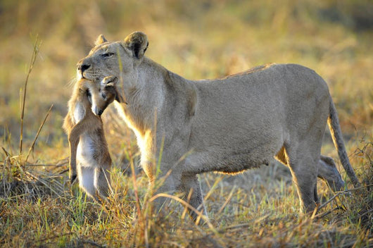 Lioness with Prey Wall Mural