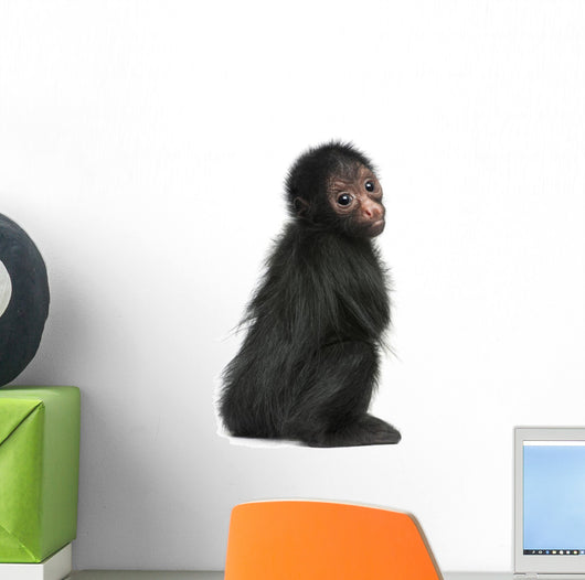 Red-faced Spider Monkey, Ateles paniscus, 3 months old Wall Decal