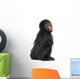 Red-faced Spider Monkey, Ateles paniscus, 3 months old Wall Decal