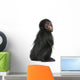 Red-faced Spider Monkey, Ateles paniscus, 3 months old Wall Decal