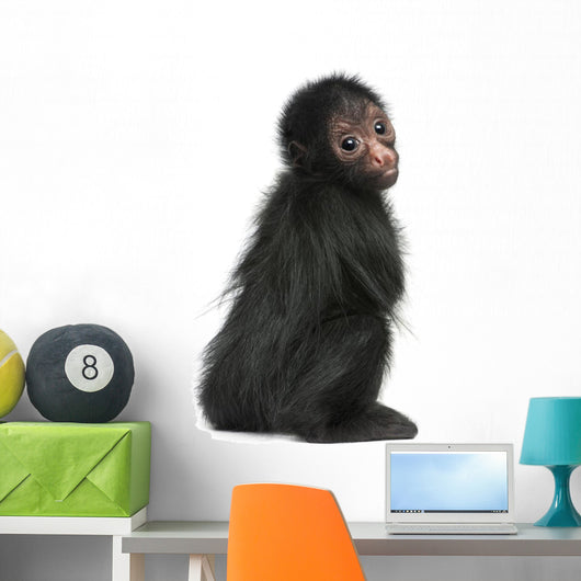 Red-faced Spider Monkey, Ateles paniscus, 3 months old Wall Decal