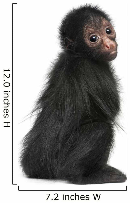 Red-faced Spider Monkey, Ateles paniscus, 3 months old Wall Decal