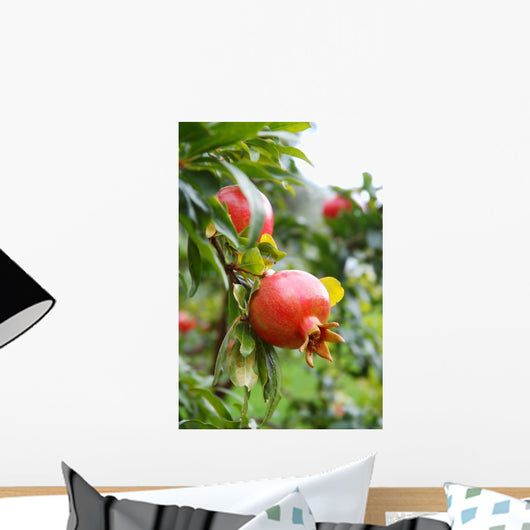 Pomegranate Fruit Wall Mural