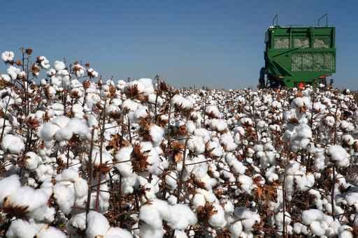 Cotton Fields Wall Decal Design 2