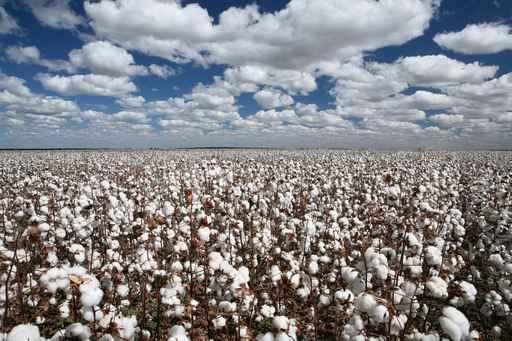 Cotton Fields Wall Decal Design 1