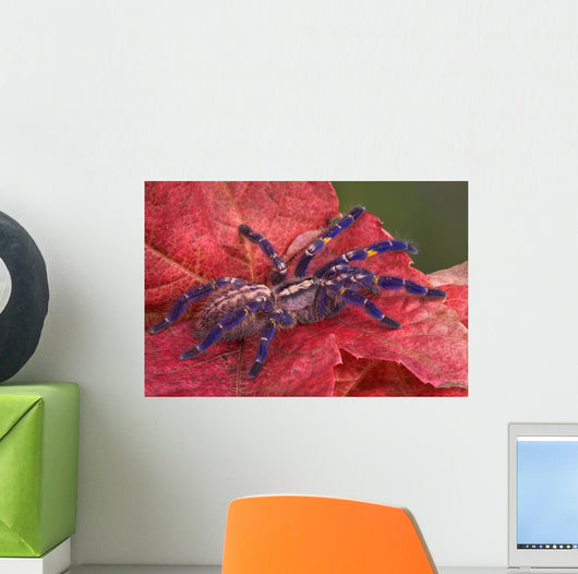Purple Tarantula