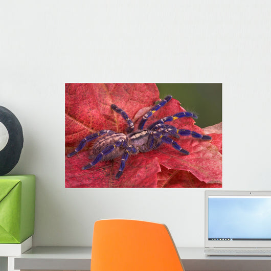 Purple Tarantula