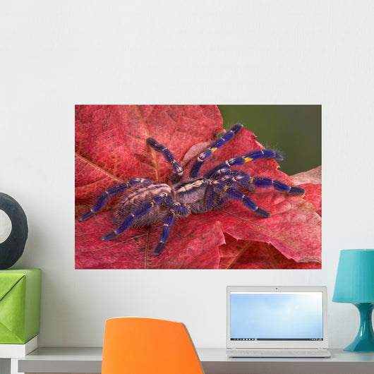 Purple Tarantula