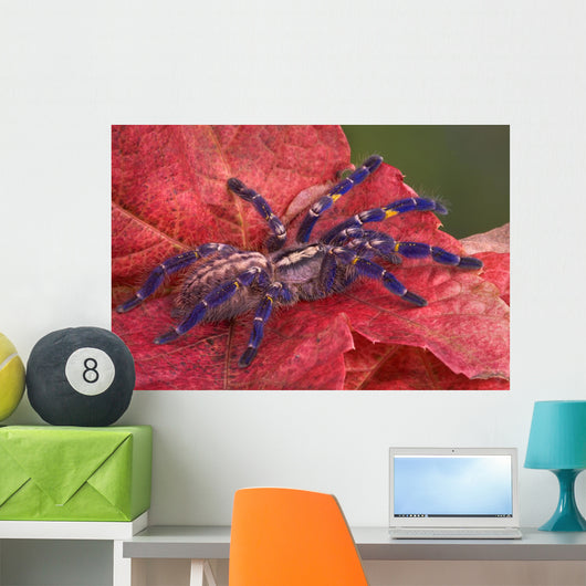 Purple Tarantula