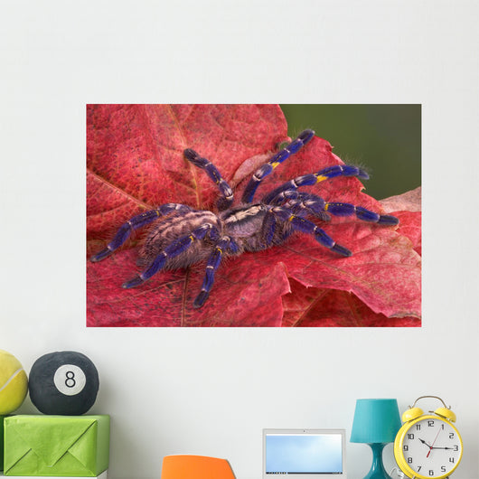 Purple Tarantula