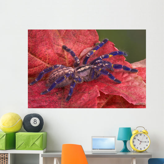 Purple Tarantula