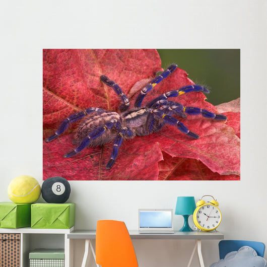 Purple Tarantula