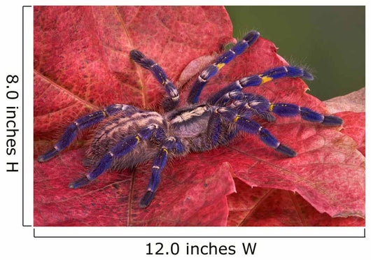 Purple Tarantula