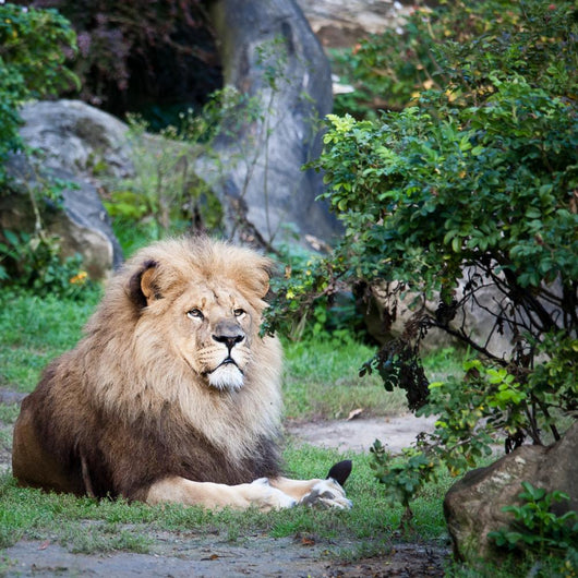 Majestic Lion Wall Mural