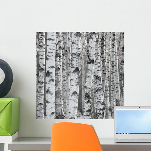 Winter Birch Tree Forest Background Wall Mural