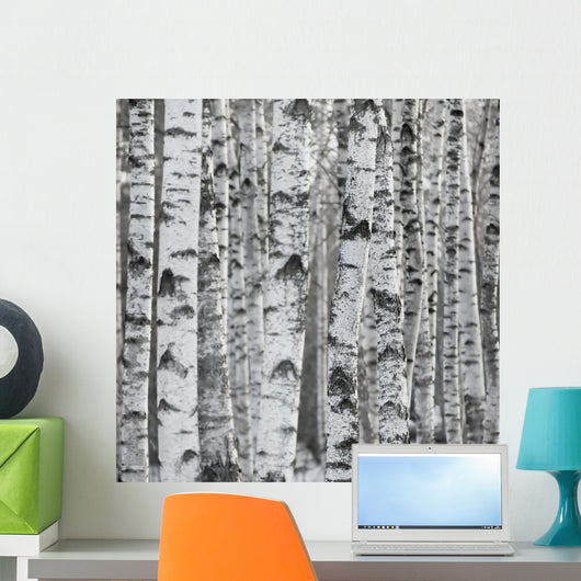 Winter Birch Tree Forest Background Wall Mural