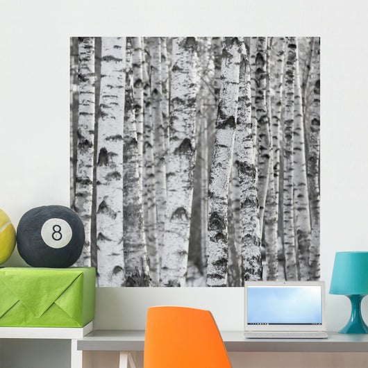 Winter Birch Tree Forest Background Wall Mural