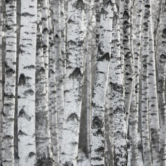 Winter Birch Tree Forest Background Wall Mural